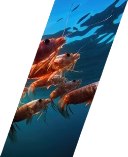 Seafood 2